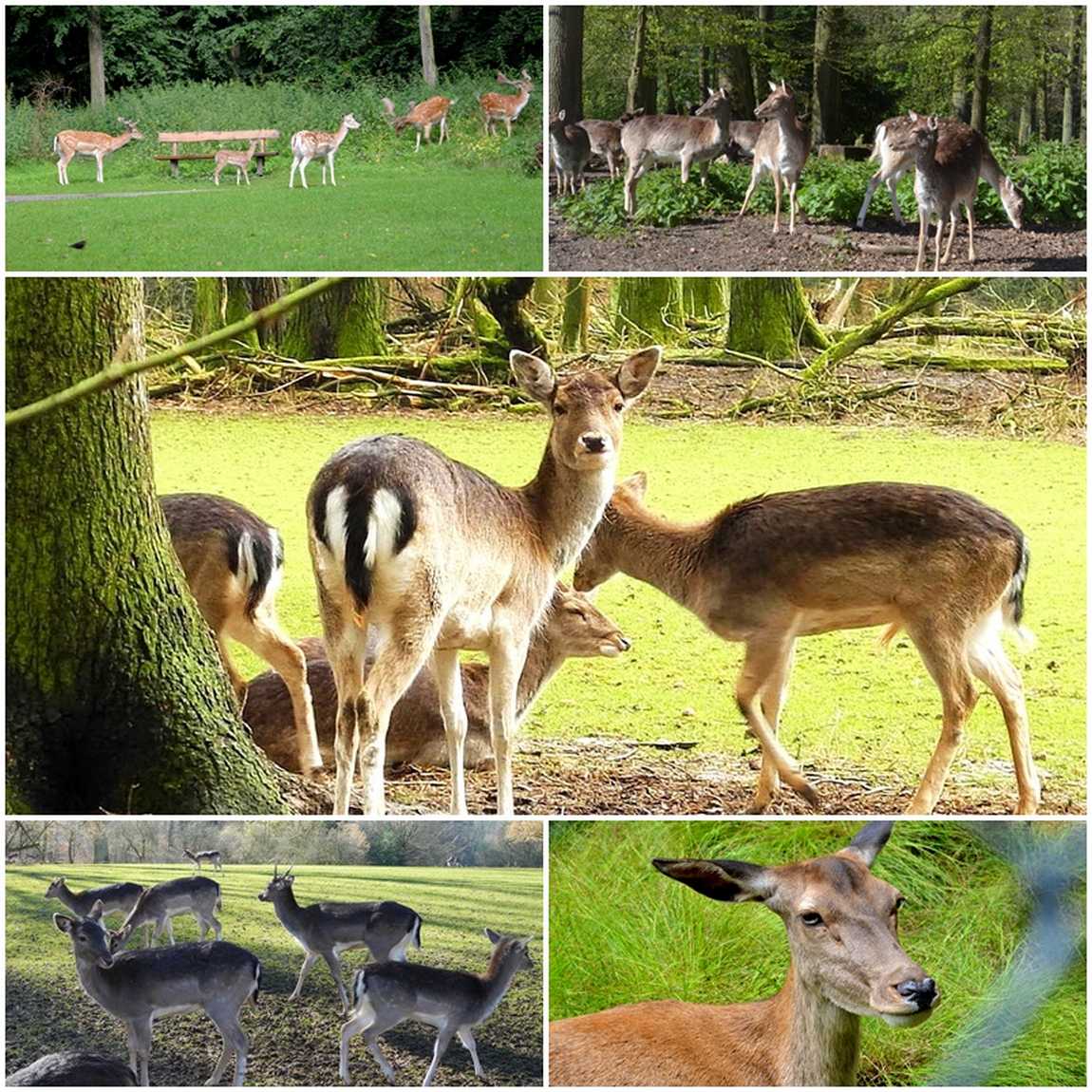 парк дикой природы grafenberger wildpark фото 1