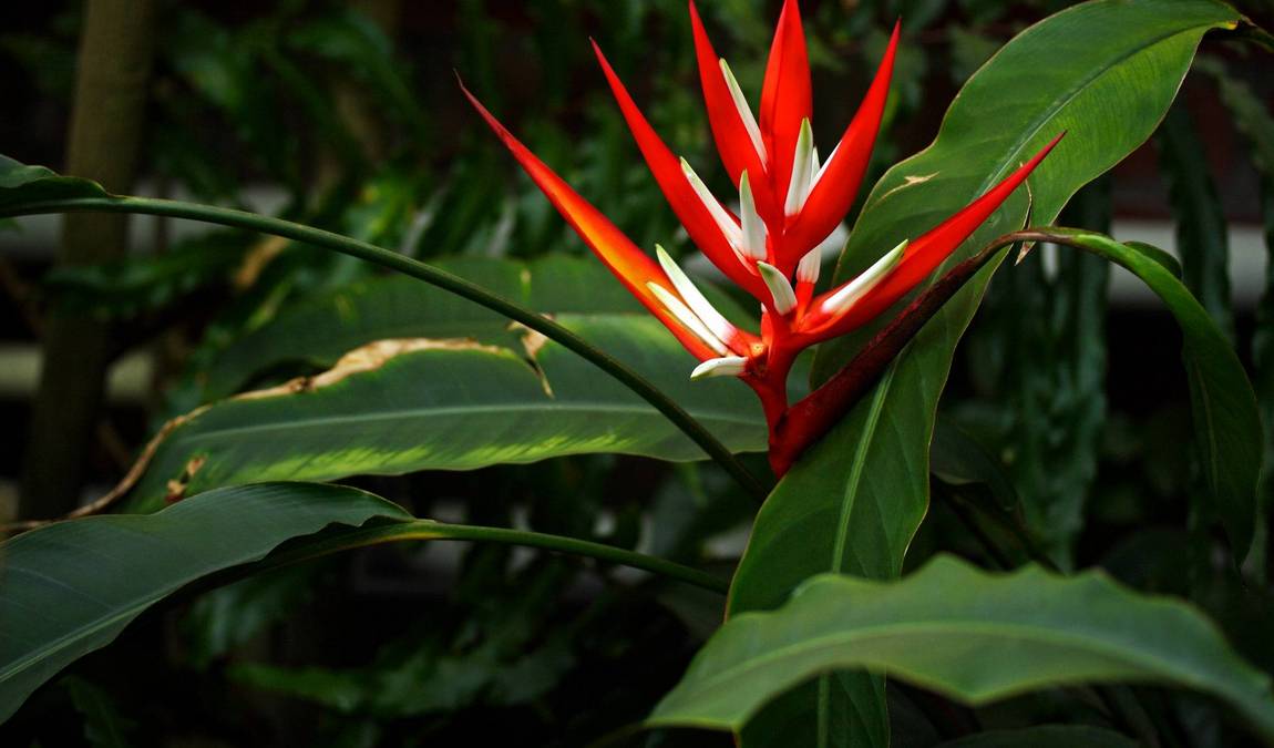 botanical garden photo 6