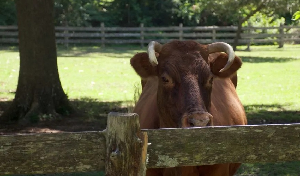 island farm photo 6