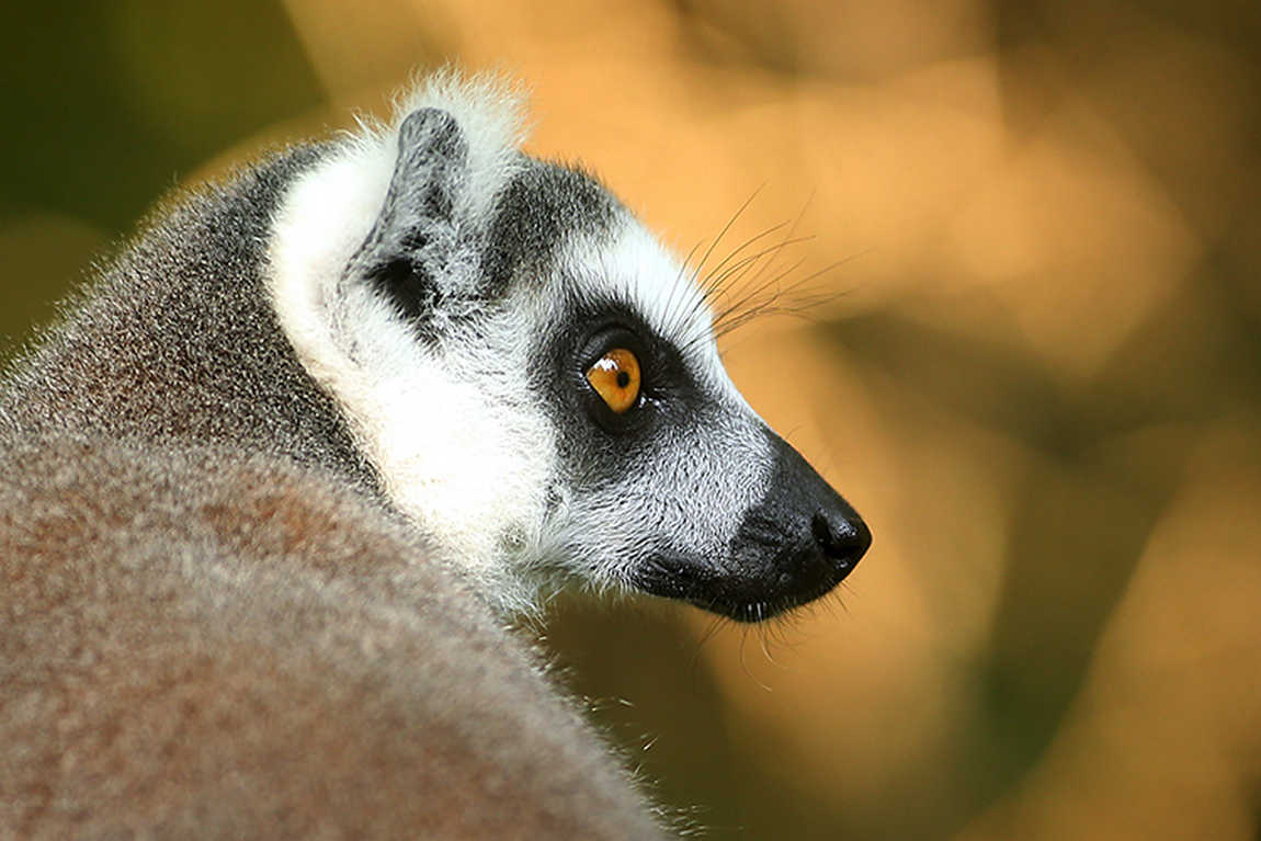 duke lemur center photo 2