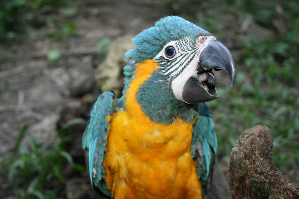лоро парк (loro parque) фото 2
