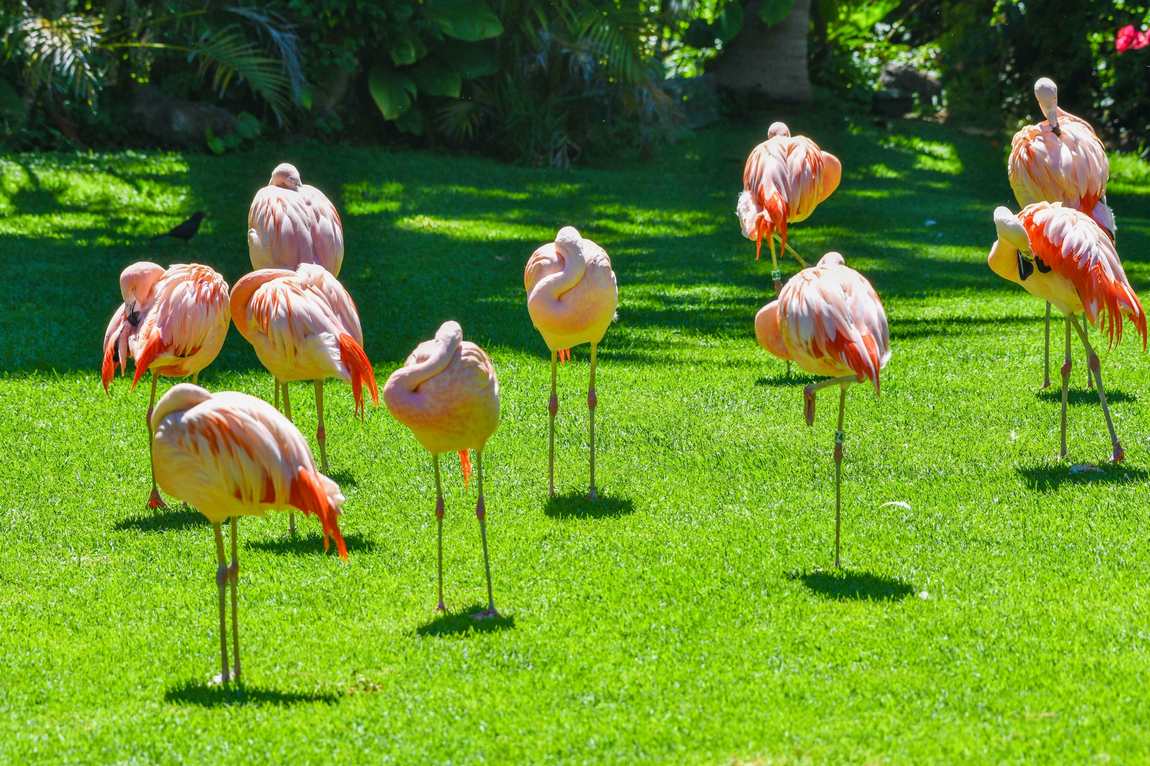 лоро парк (loro parque) фото 3