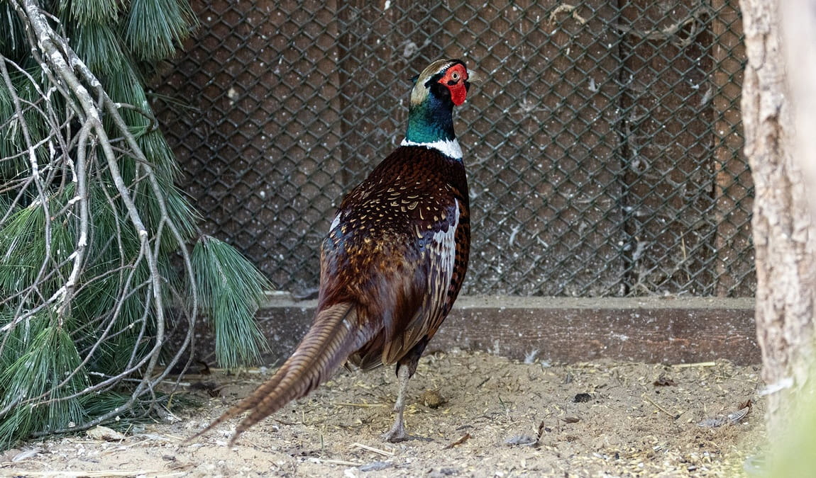 lützen zoo photo 1