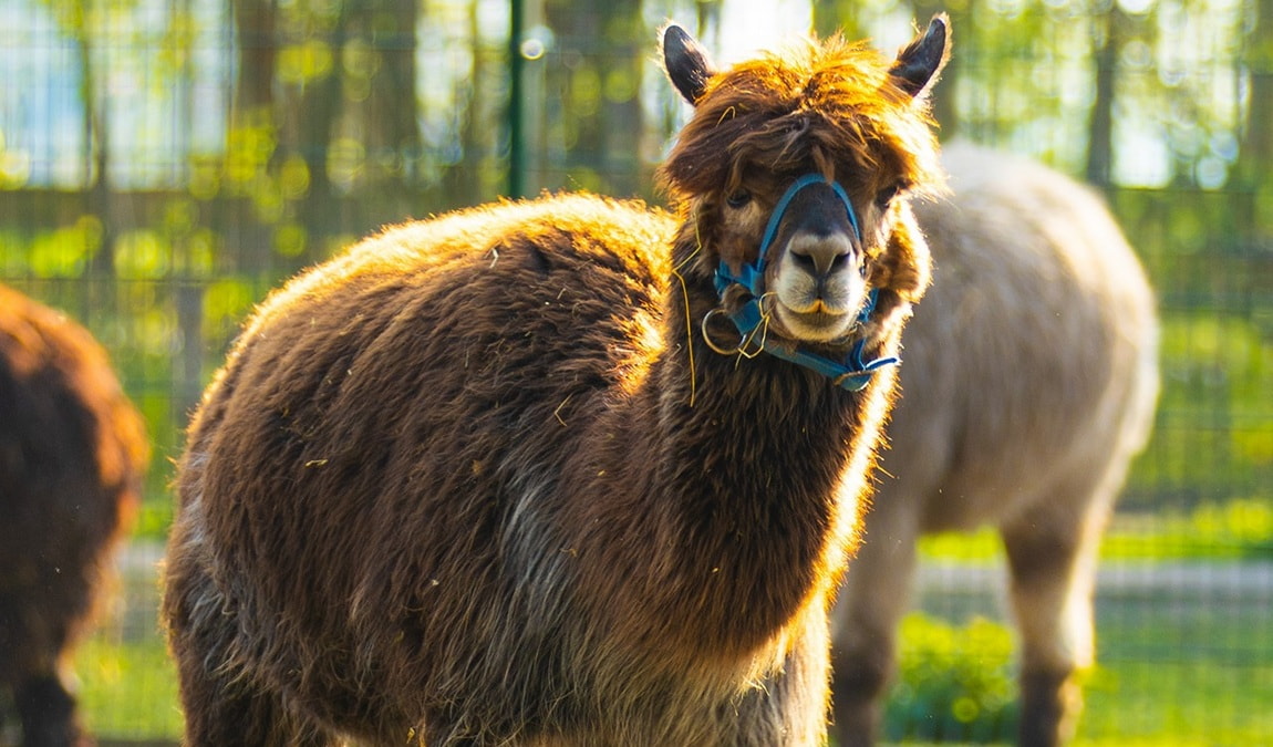 lützen zoo photo 4