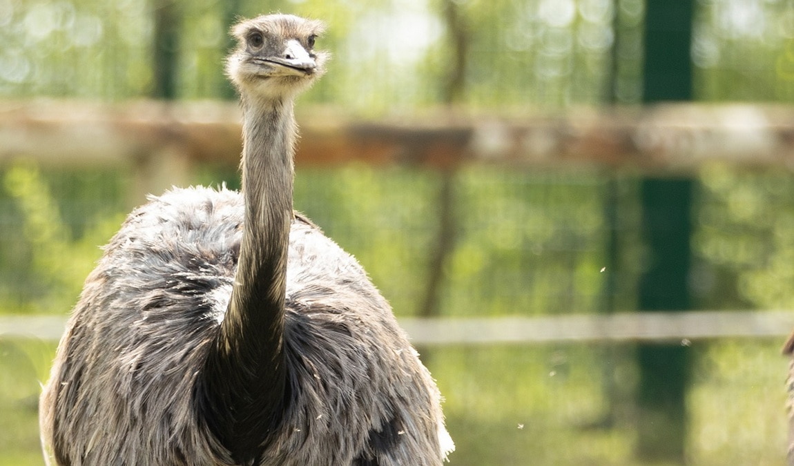 lützen zoo photo 6
