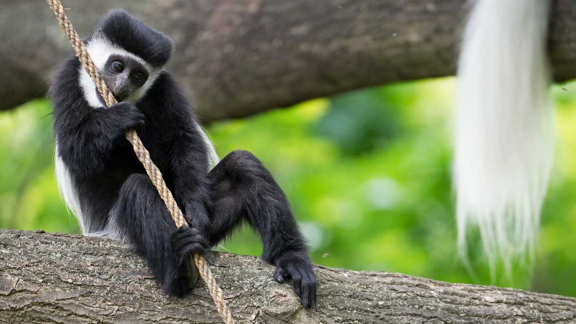 prague zoo photo 9