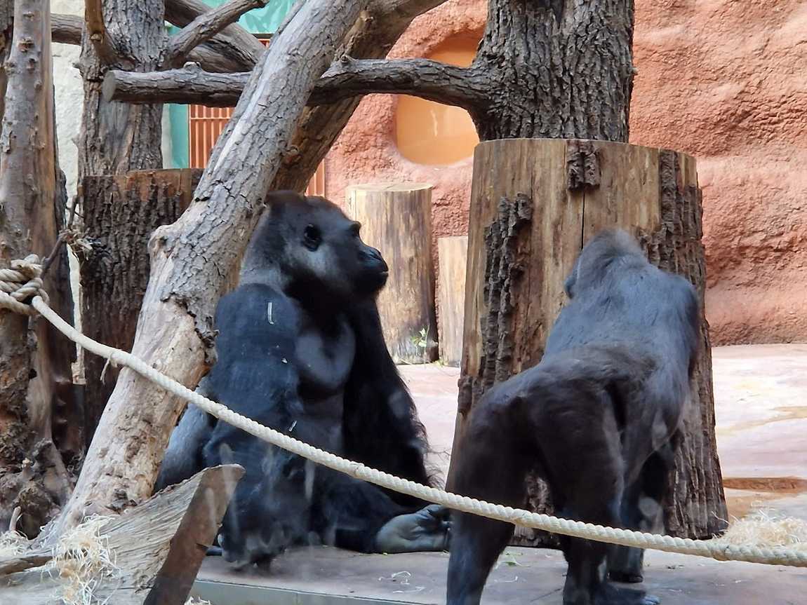 prague zoo photo 4