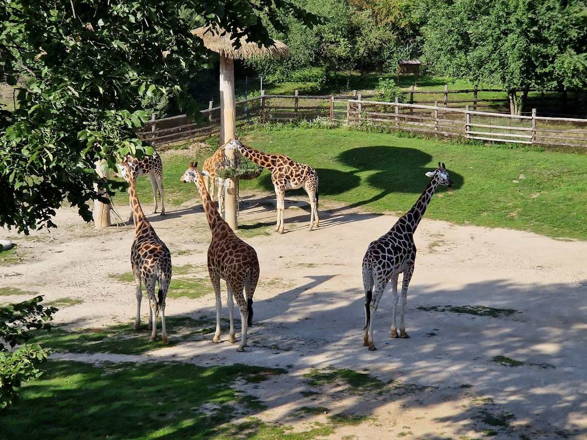 prague zoo photo 6