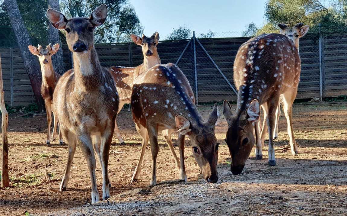 safari zoo in cala millor