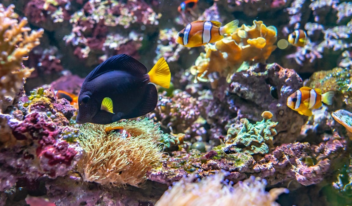 sea world photo 1