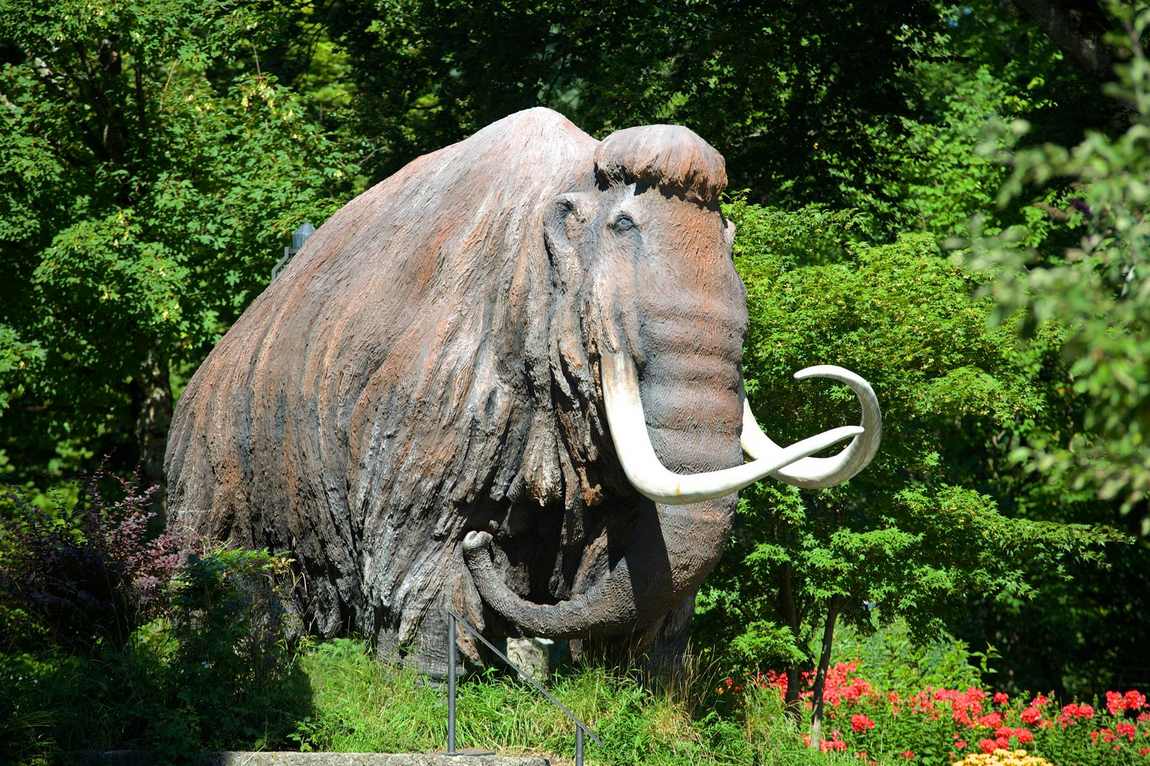 natural history and mammoth museum siegsdorf photo 2