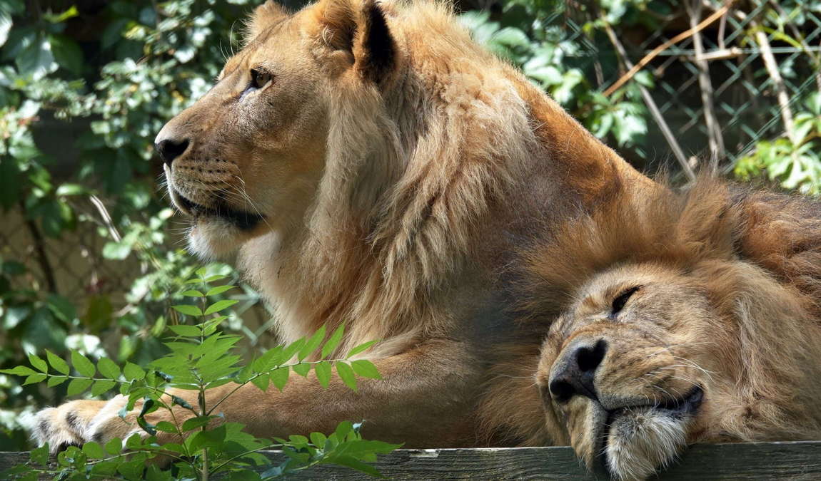 walding zoo photo 1