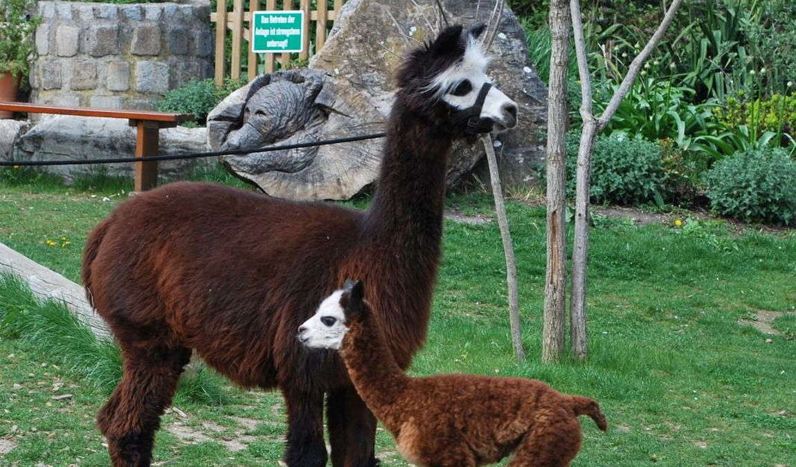 walding zoo photo 2