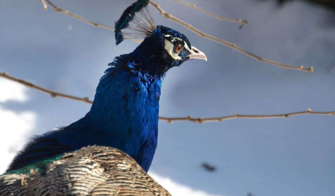walding zoo photo 4