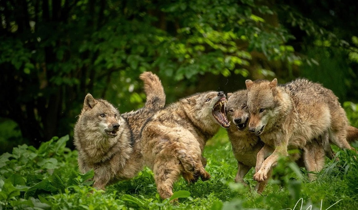 wild park castle tambach photo 3