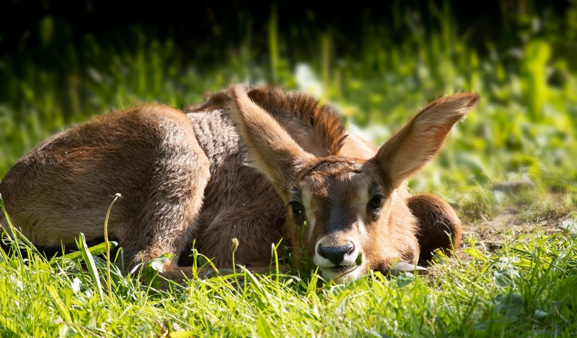 zoo liberec photo 9