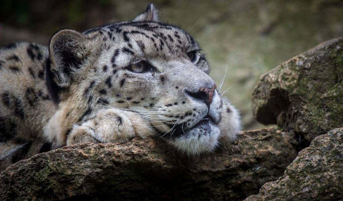 zoo liberec photo 5