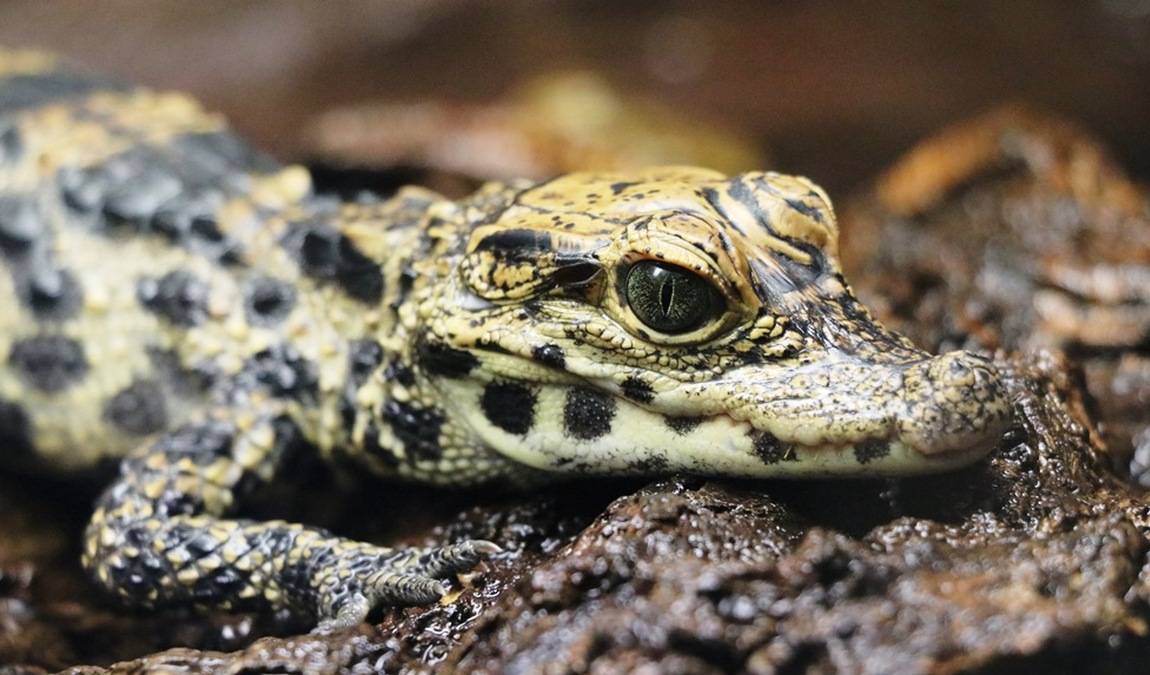 zoo plzen photo 4