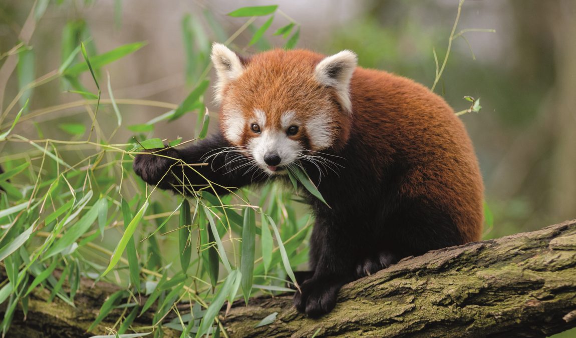 zoo schmiding photo 2