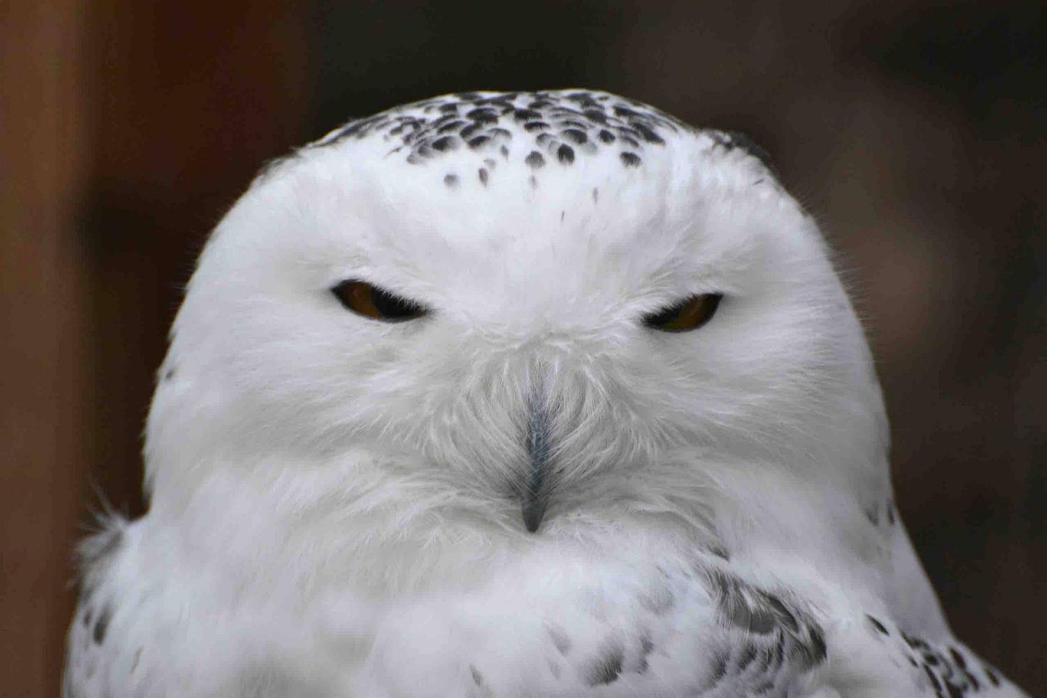 Wildpark Hochriess фото 1