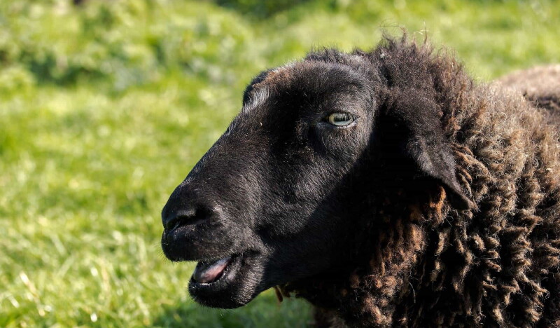Kinderbauernhof Pinke-Panke