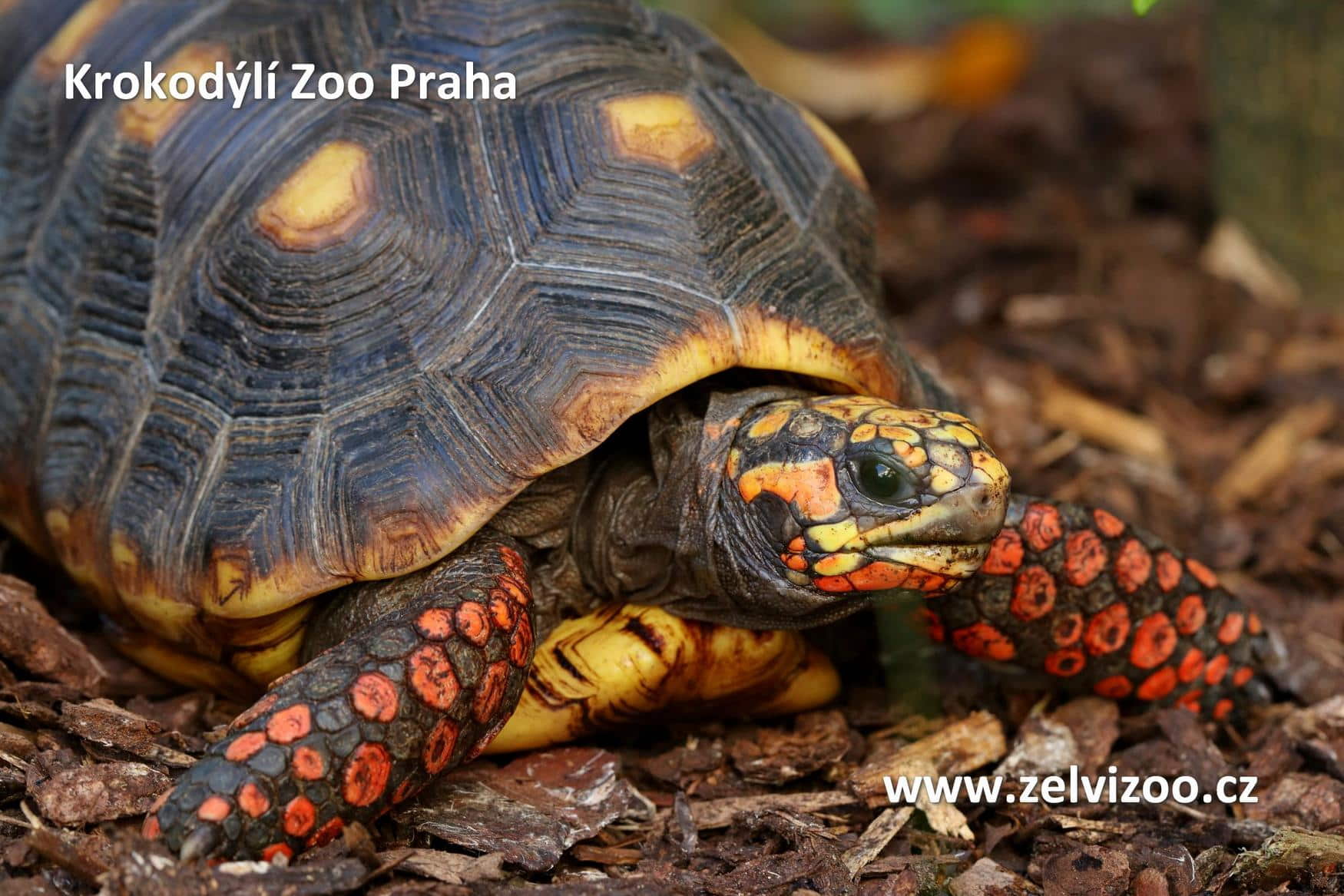 Crocodile Zoo photo 1