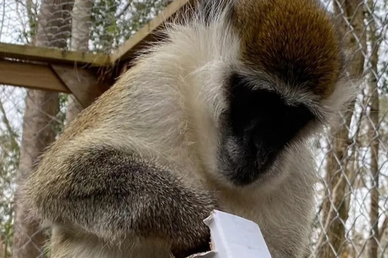 Lynnwood Park Zoo photo 1