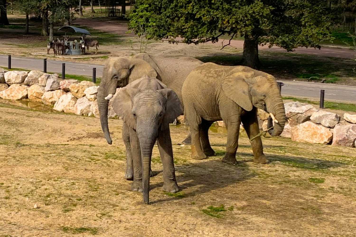 Magdeburg Zoo photo 1