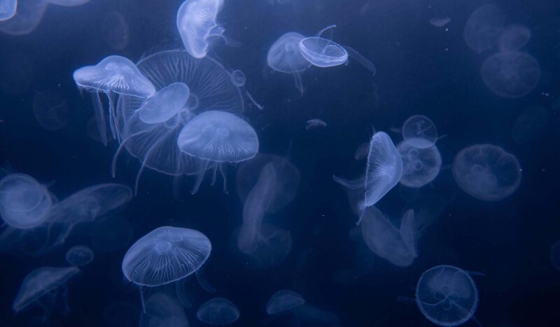 The World of Jellyfish