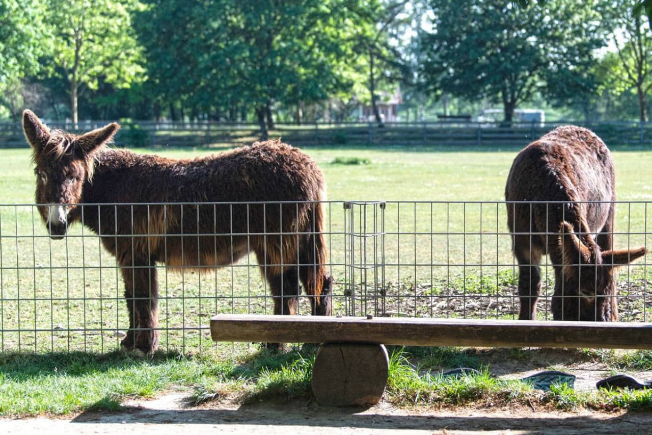 Wildpark Pforzheim фото 1