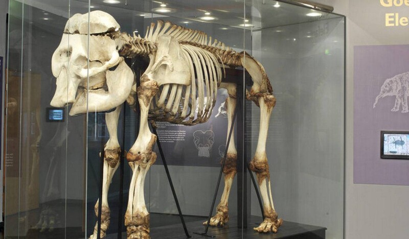 Natural History Museum