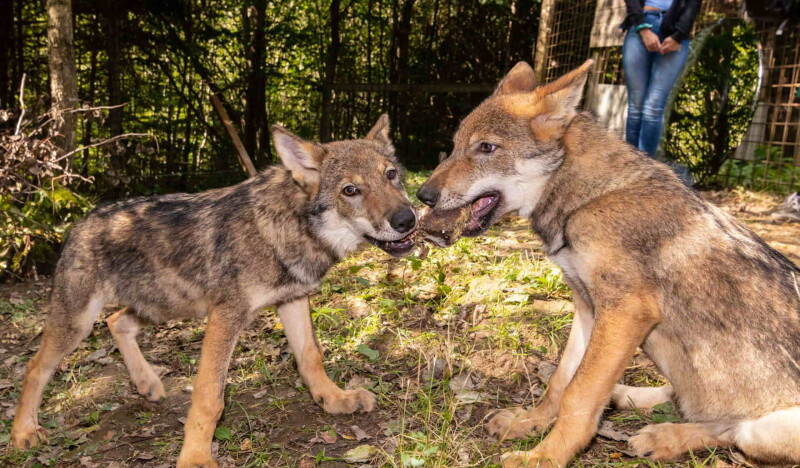 Nature and Adventure Park Buchenberg