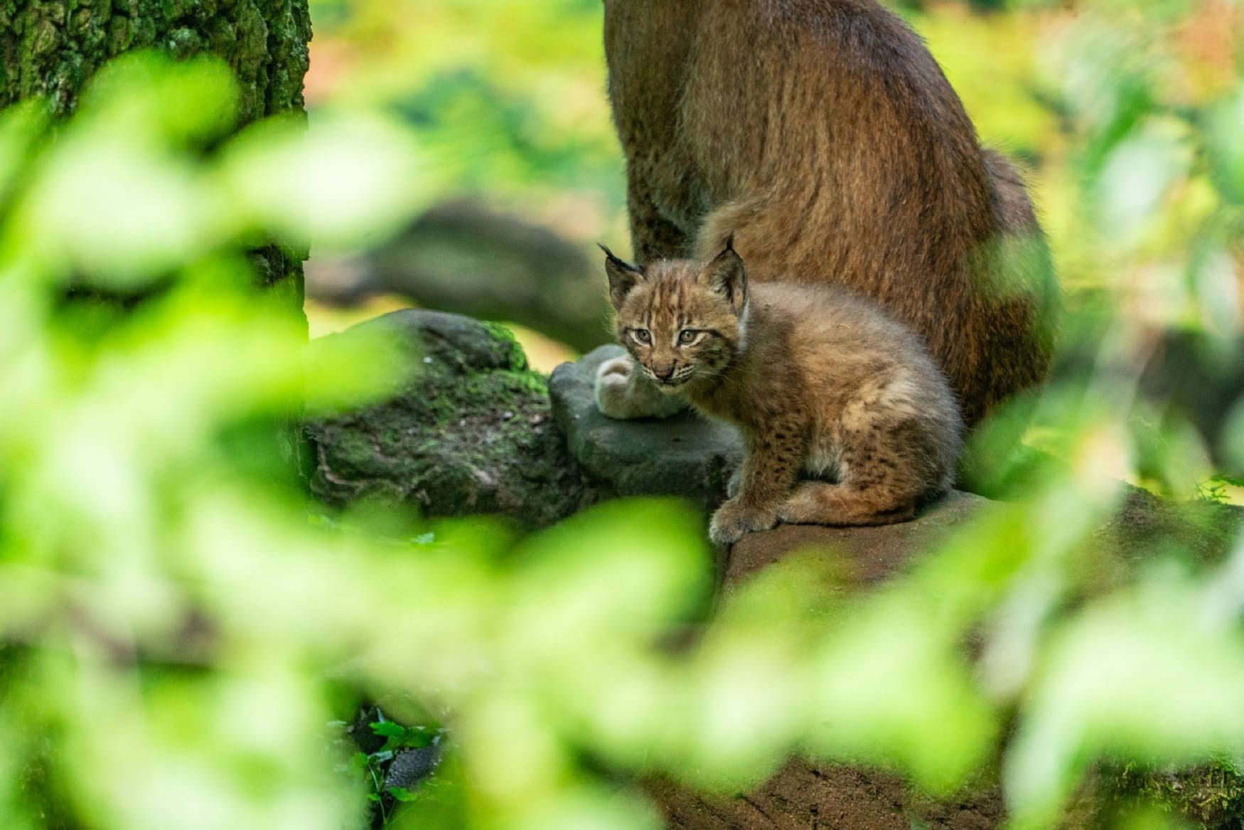 Nuremberg Zoo photo 1