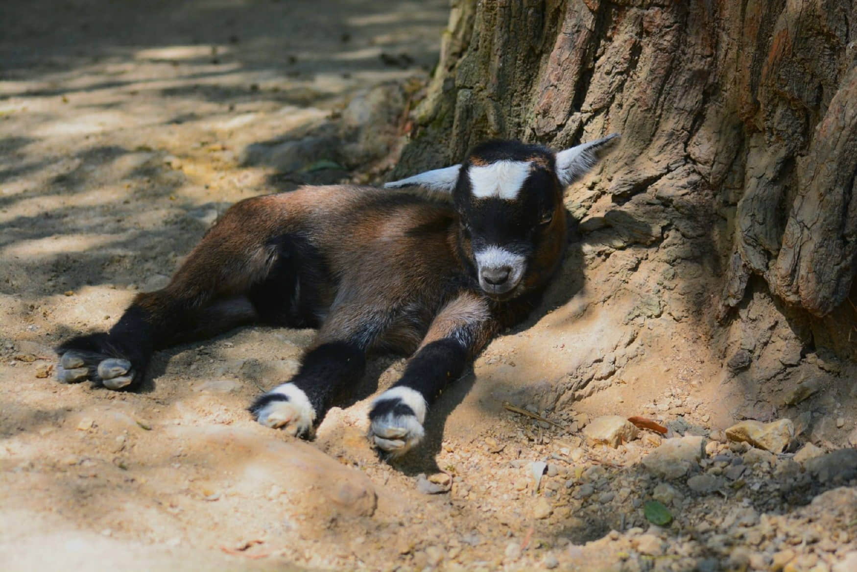 Sea Life Speyer фото 1