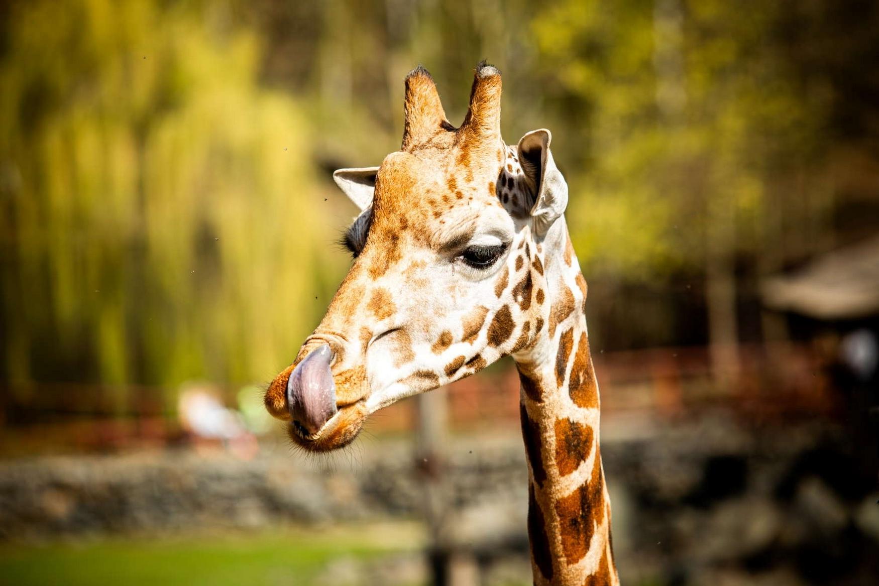 Ostrava Zoo фото 1