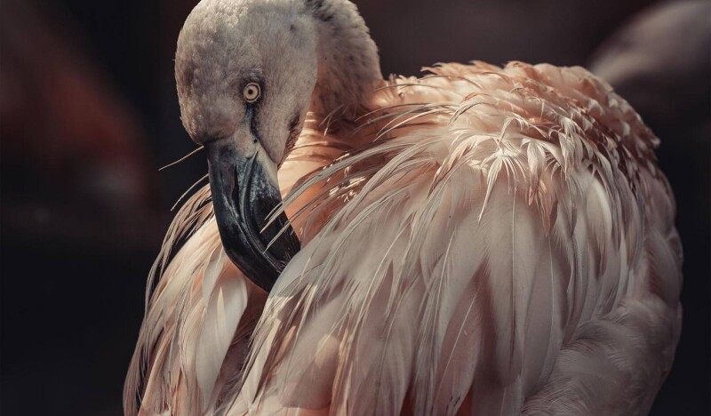 Park of Birds and Monkeys Eckenhagen