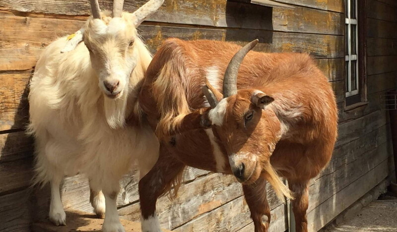 Petting Zoo Rulzheim