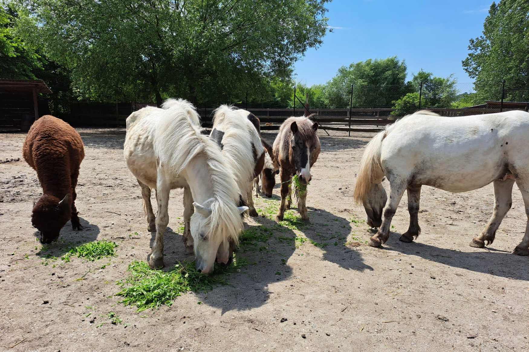 Private Zoo Sedlec photo 1