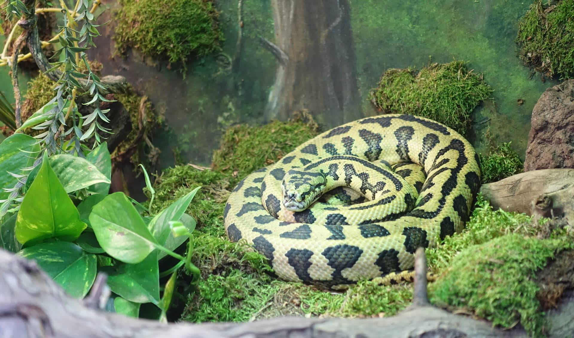 Reptilienzoo Happ