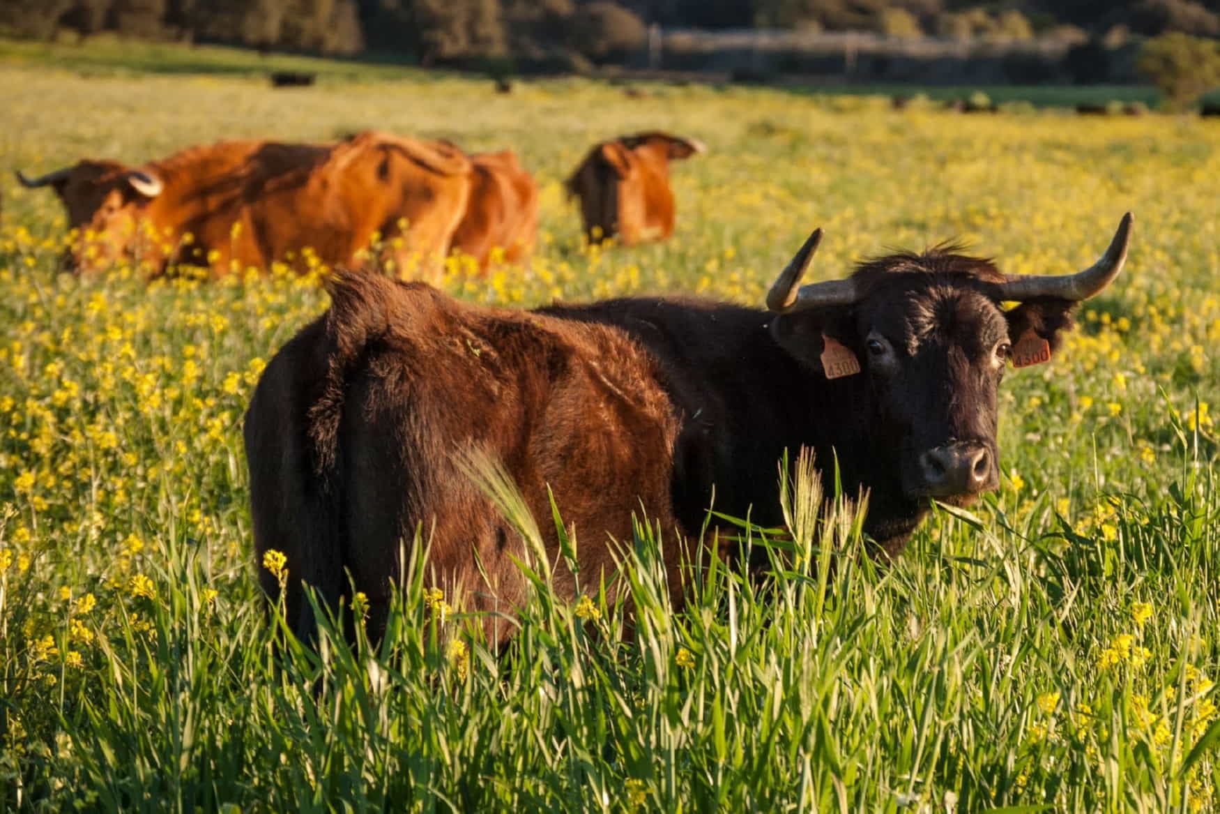Reservatauro Ronda photo 1