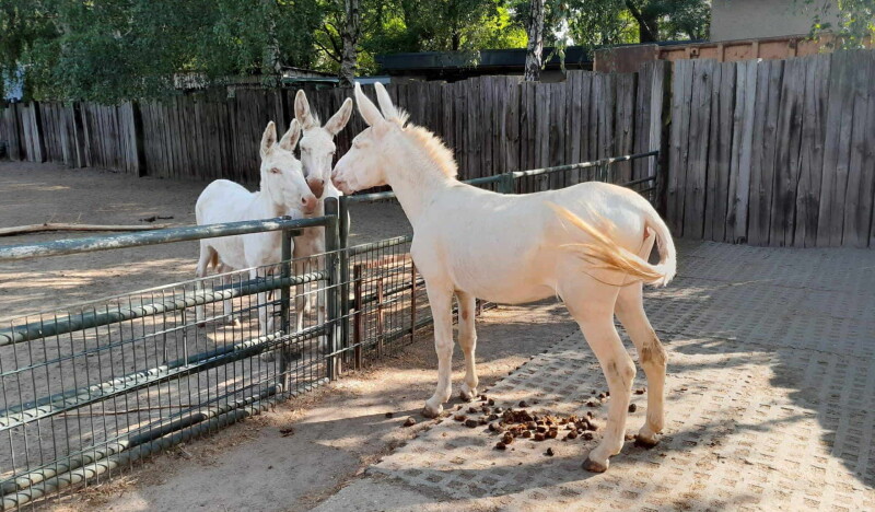 Roehrensee Animal Park