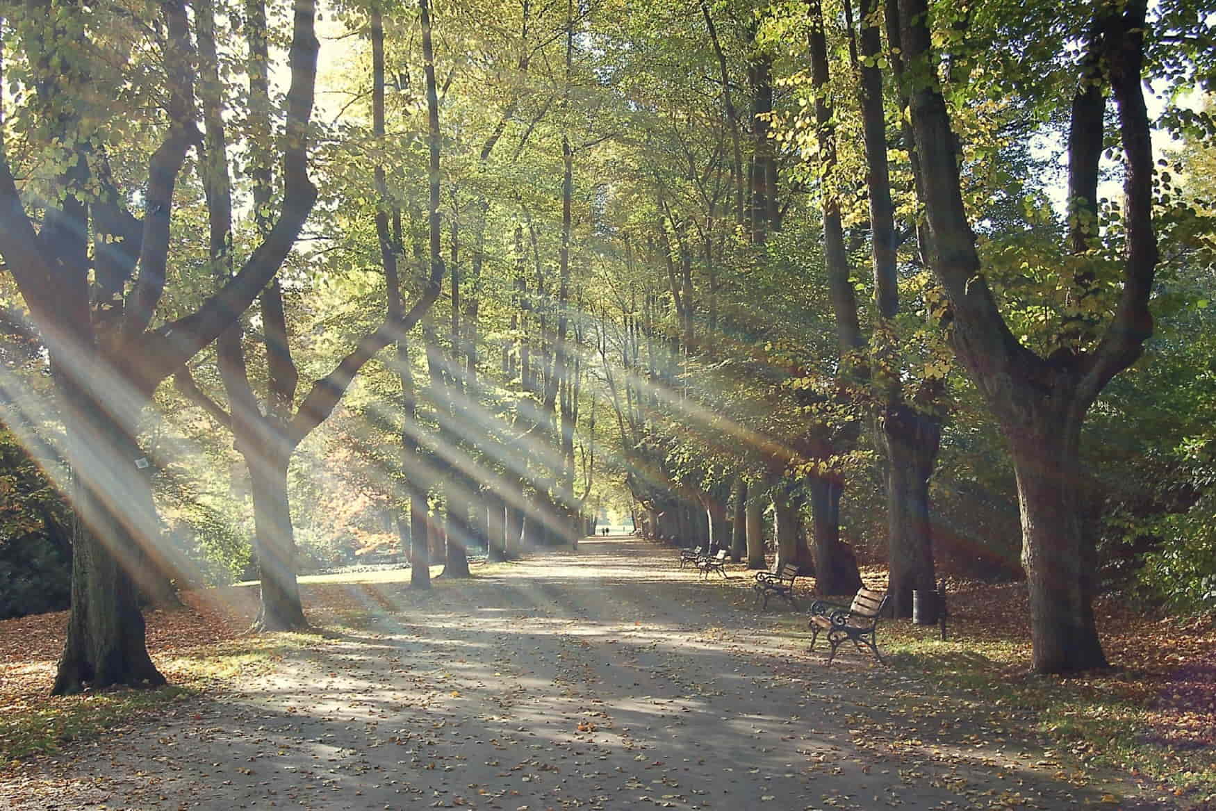 Rombergpark Botanical Garden photo 1