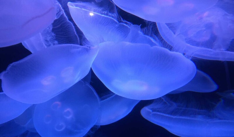 SEA LIFE Charlotte-Concord Aquarium