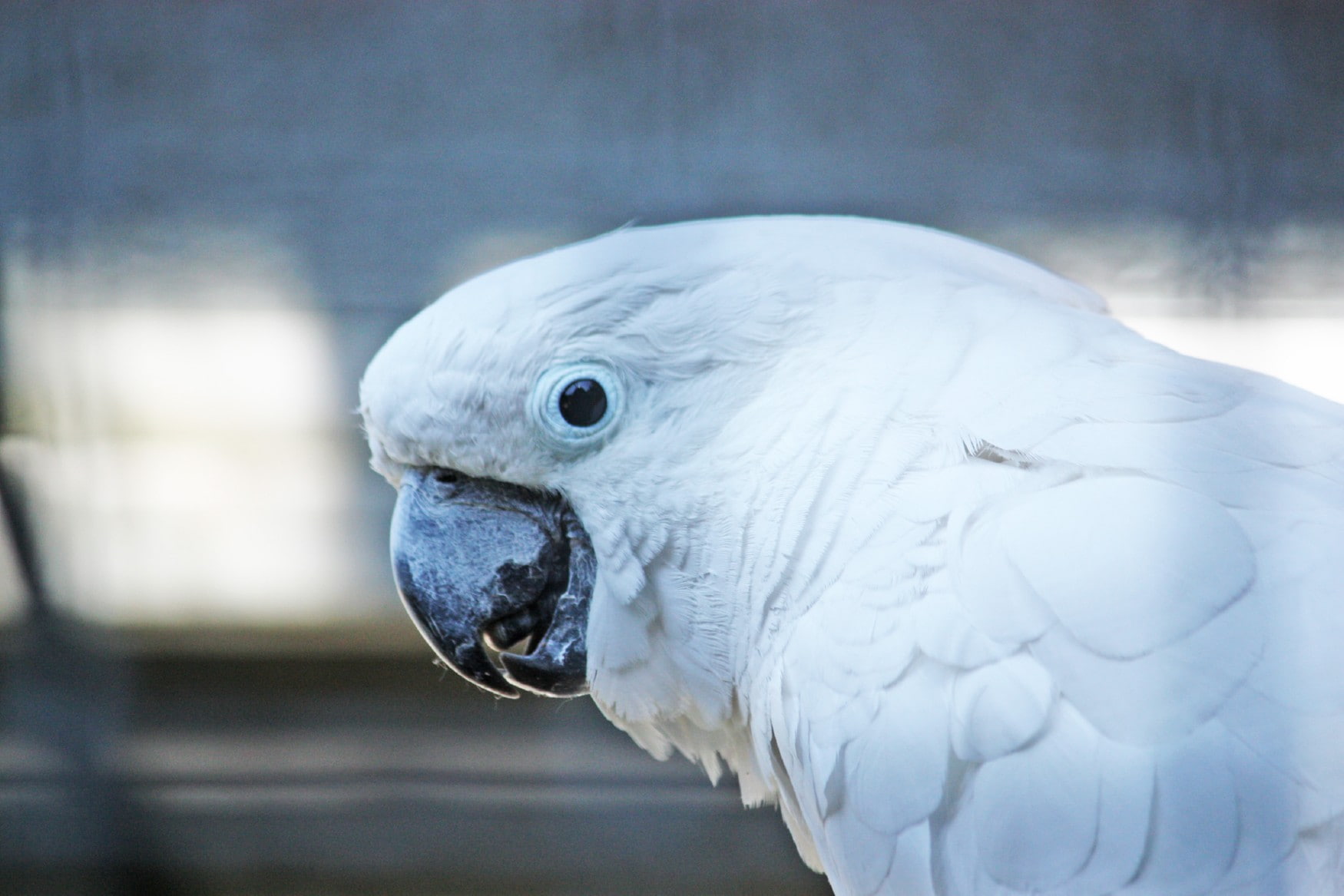 Solingen Bird and Animal park photo 1