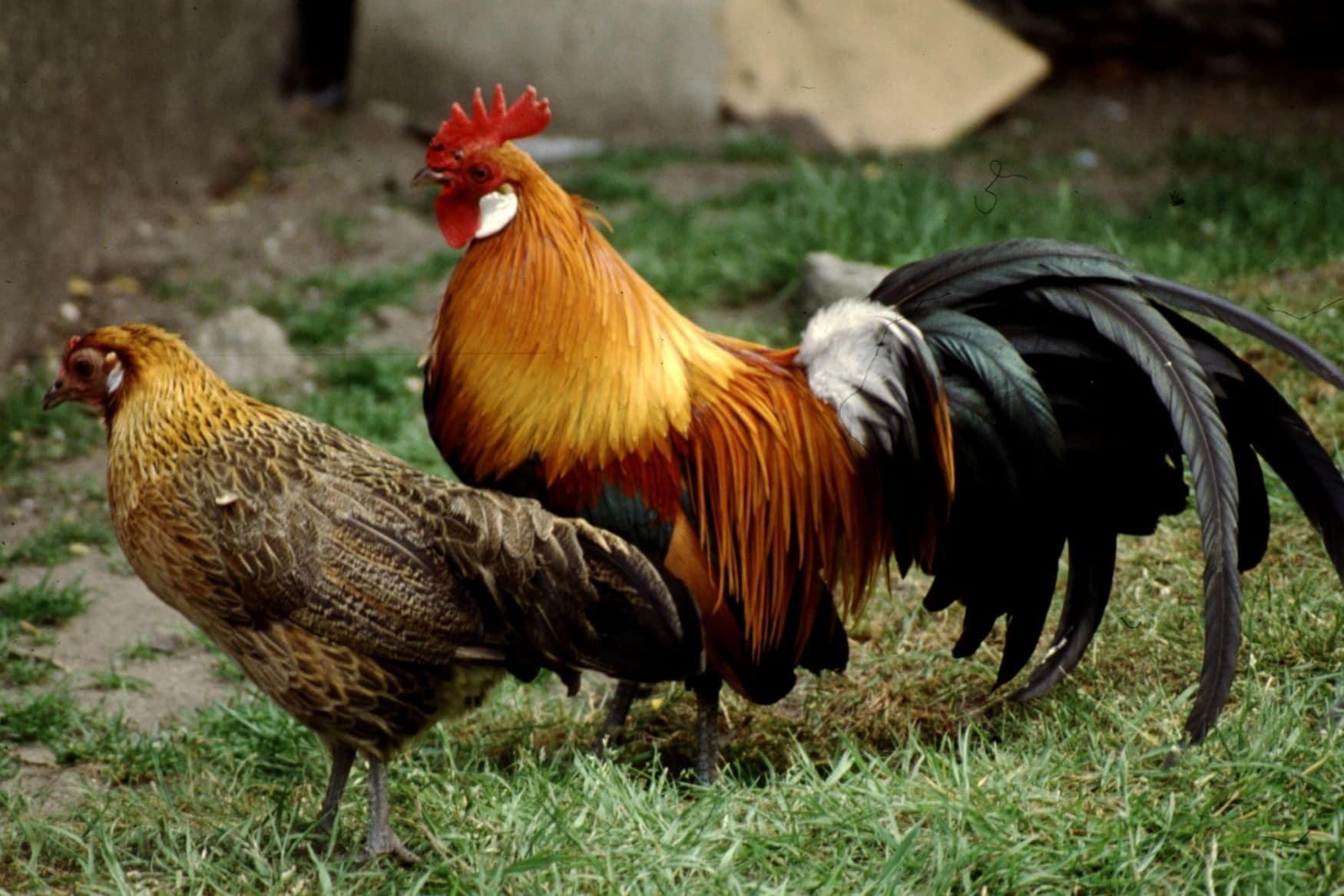 Statek u Merlina photo 1