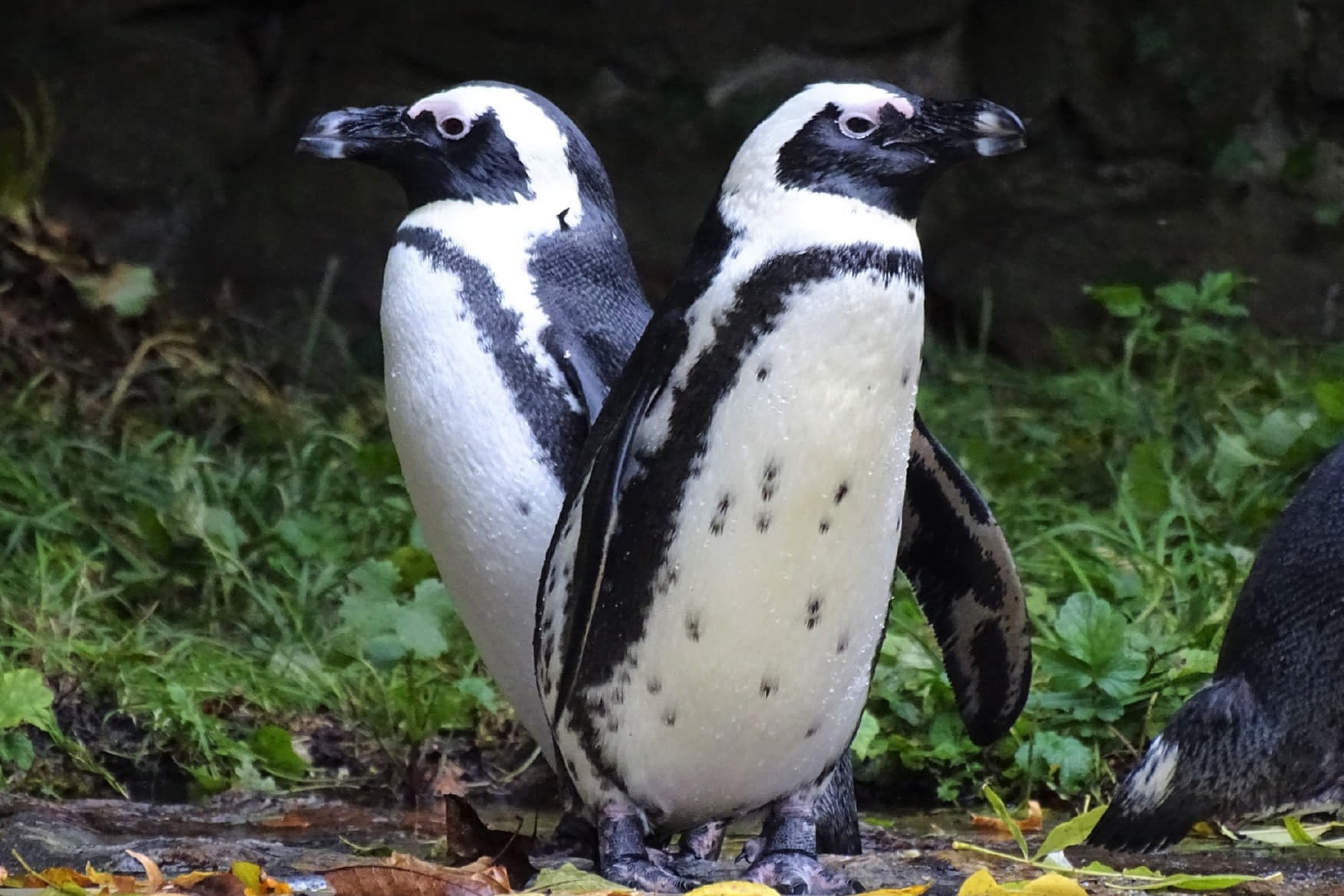Straubing Zoo photo 1