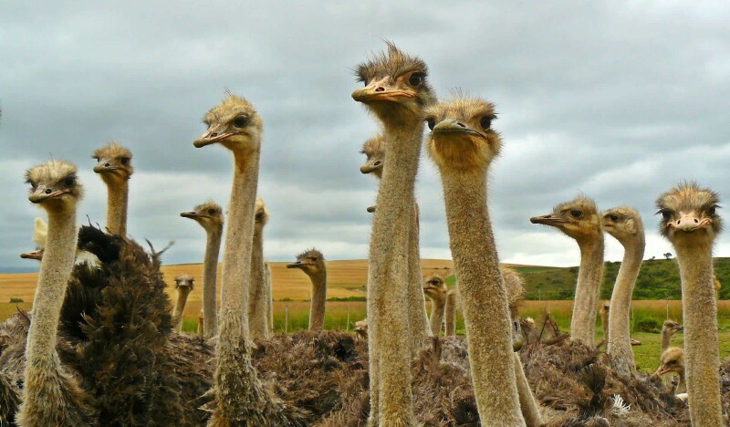 Straussenland im Kamptal