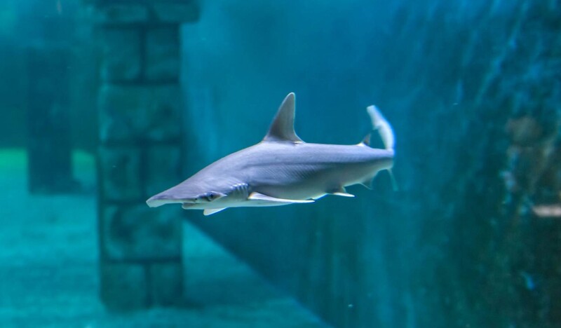 Theme Park Marine Aquarium