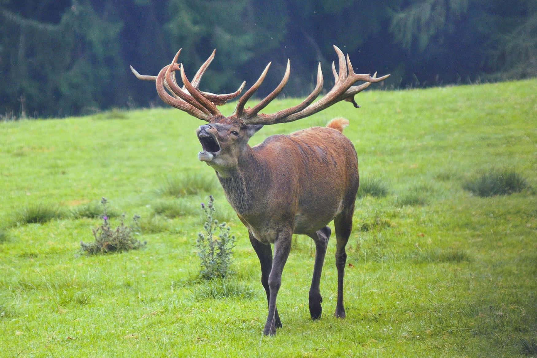 Zoo Herberstein фото 1