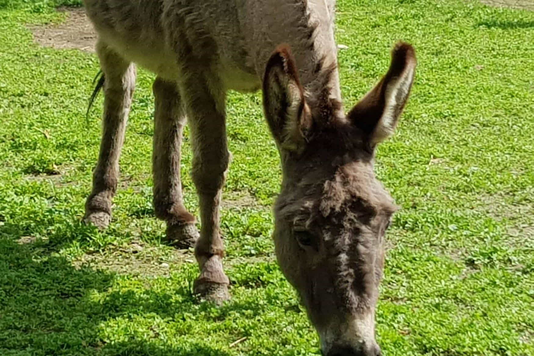 Tierpark Rosegg photo 1